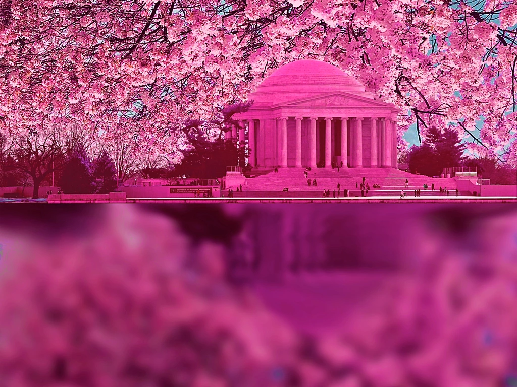 the Jefferson Monument surrounded by cherry blossoms