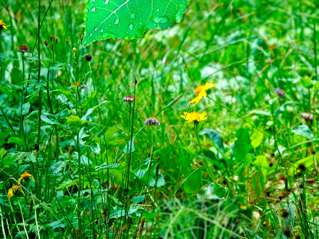 close up of meadow with wild flowers