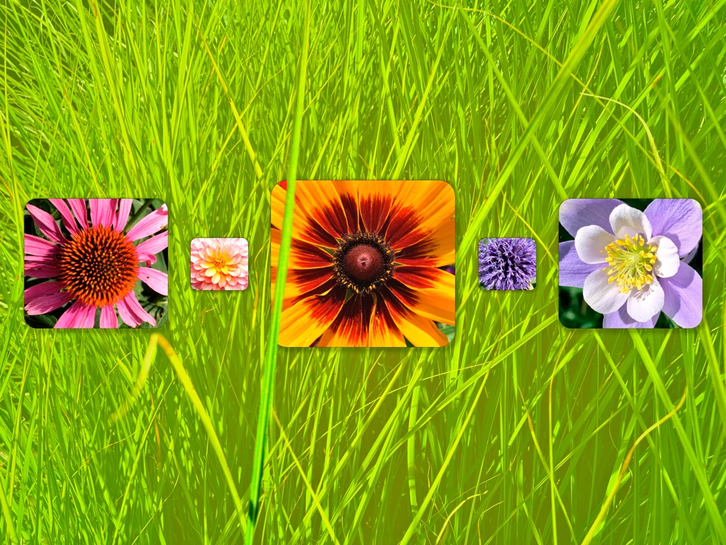 flowers on green grass