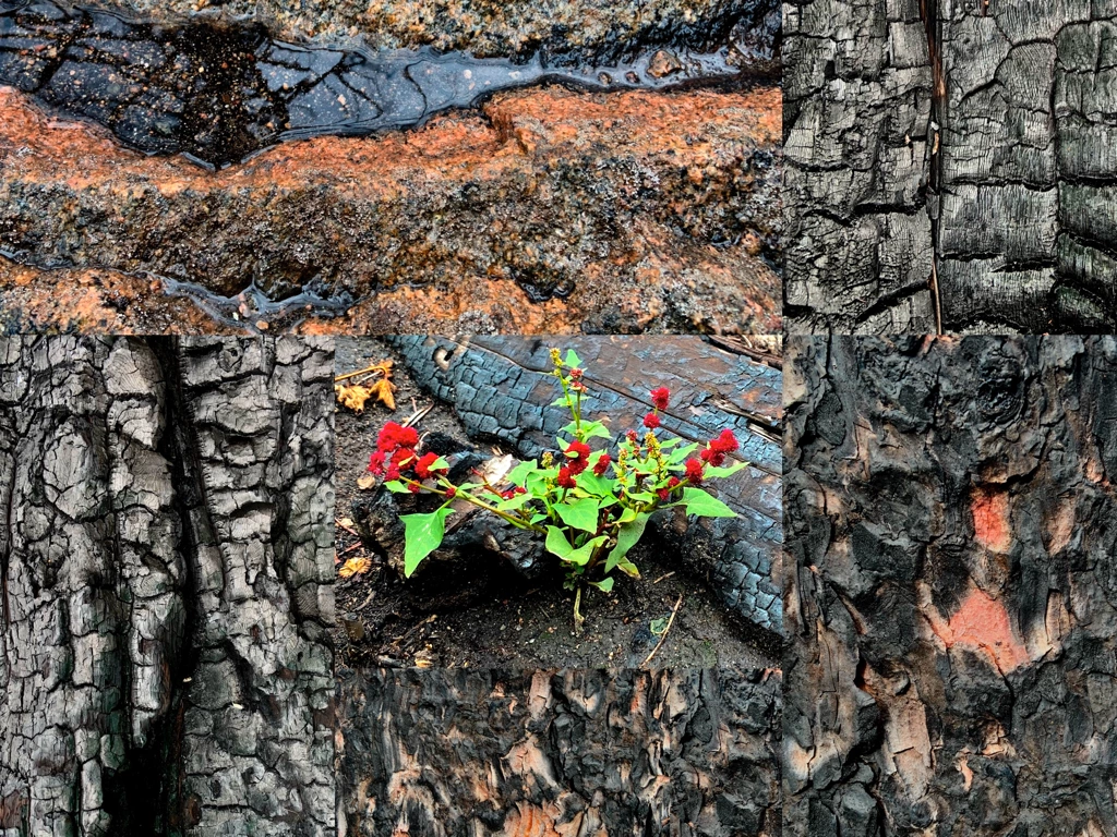 small strawberry spinach plant amidst burnt bark