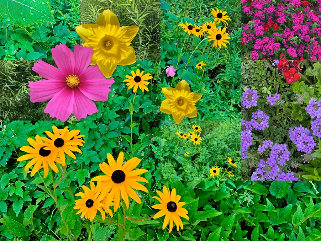 summer garden flowers