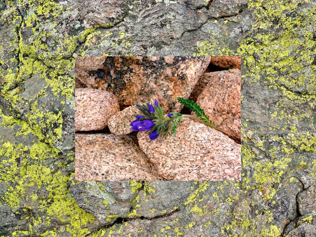 purple flower surrounded by rocks & lichen