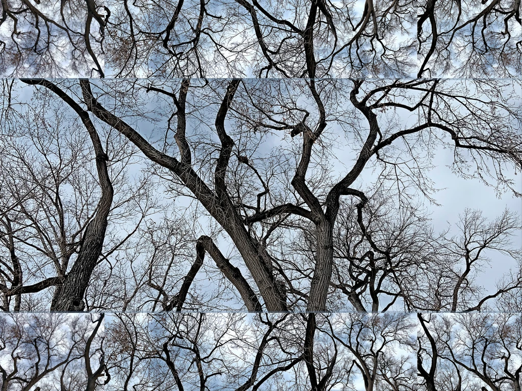 bare tree branches on winter sky