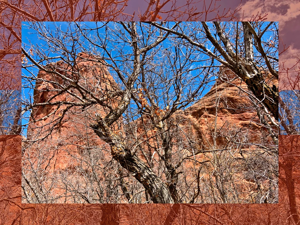 craggy tree branches in front of orange rocks