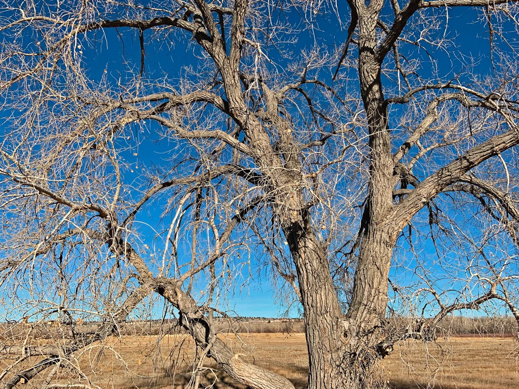 leafless old cottonwood tree with many branches