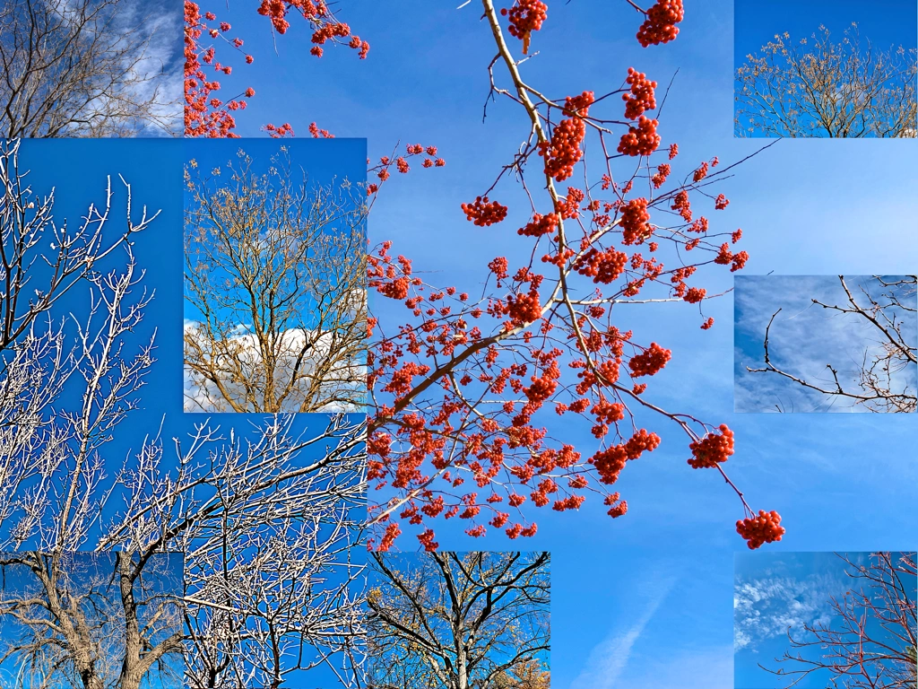 dried crab apples, blue sky, and clouds